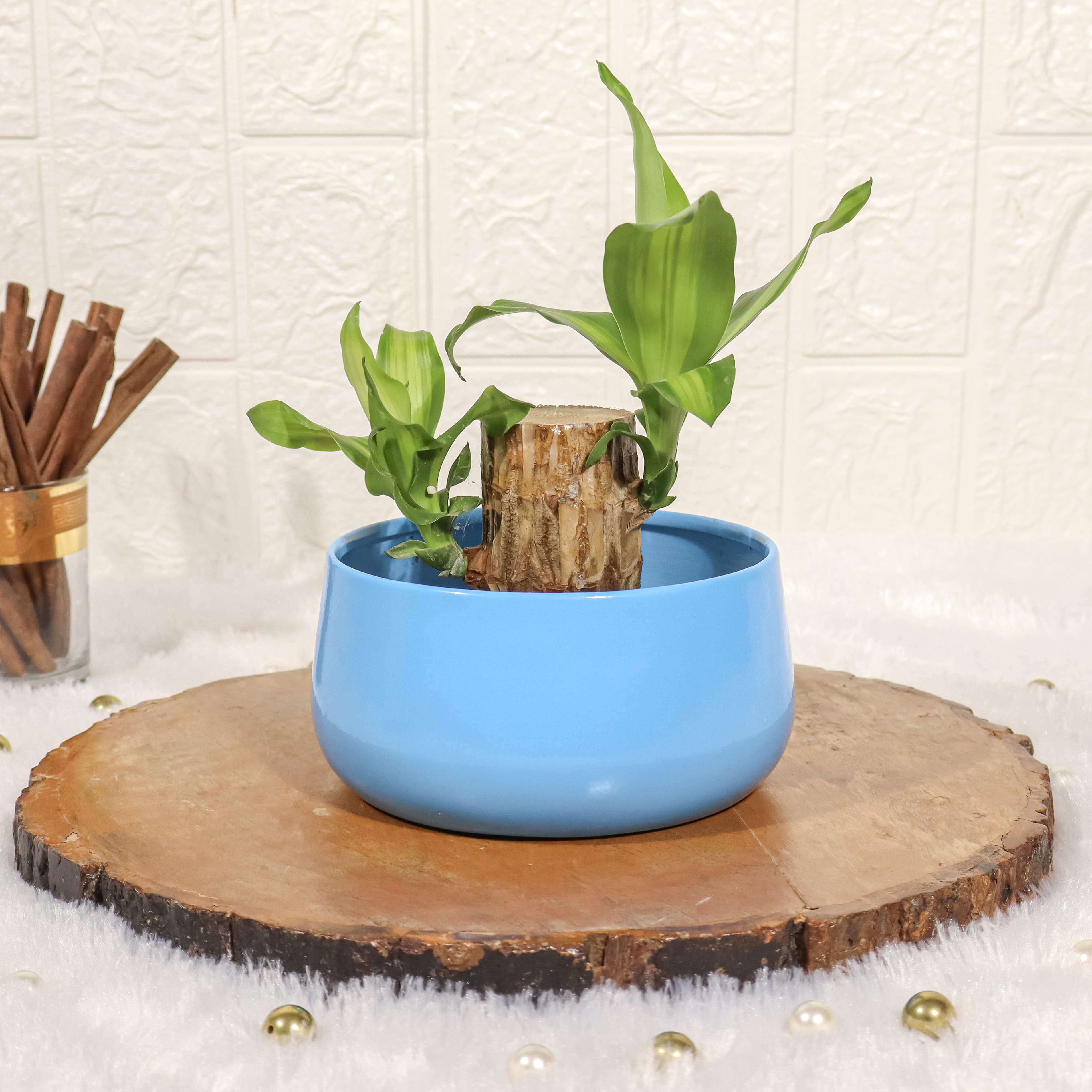 Brazilian Wood Lucky Bamboo in A Blue Metal Pot