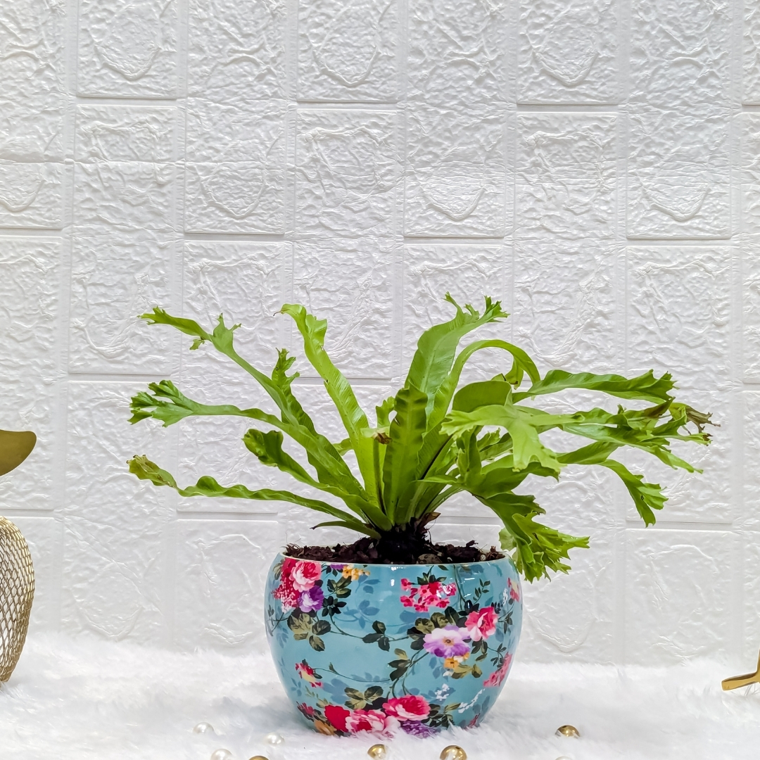 Asplenium Nidus In A Sky Blue Printer Metal Pot