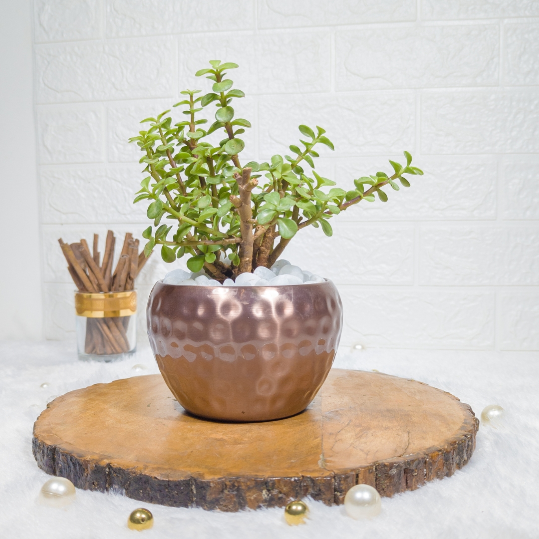 Jade Plant in Metal Copper Pot