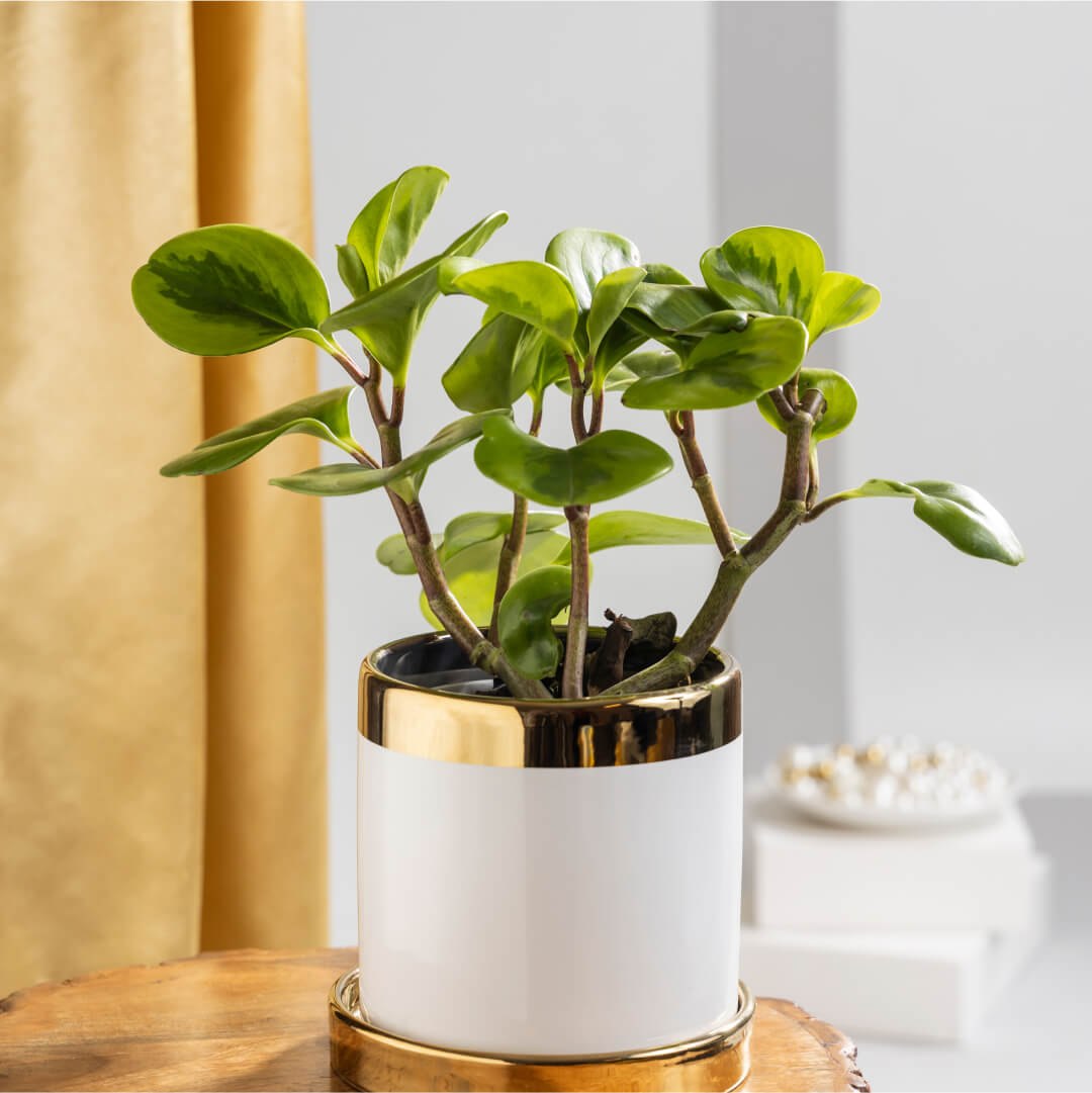 Baby Rubber Plant with White Ceramic Plant Pot