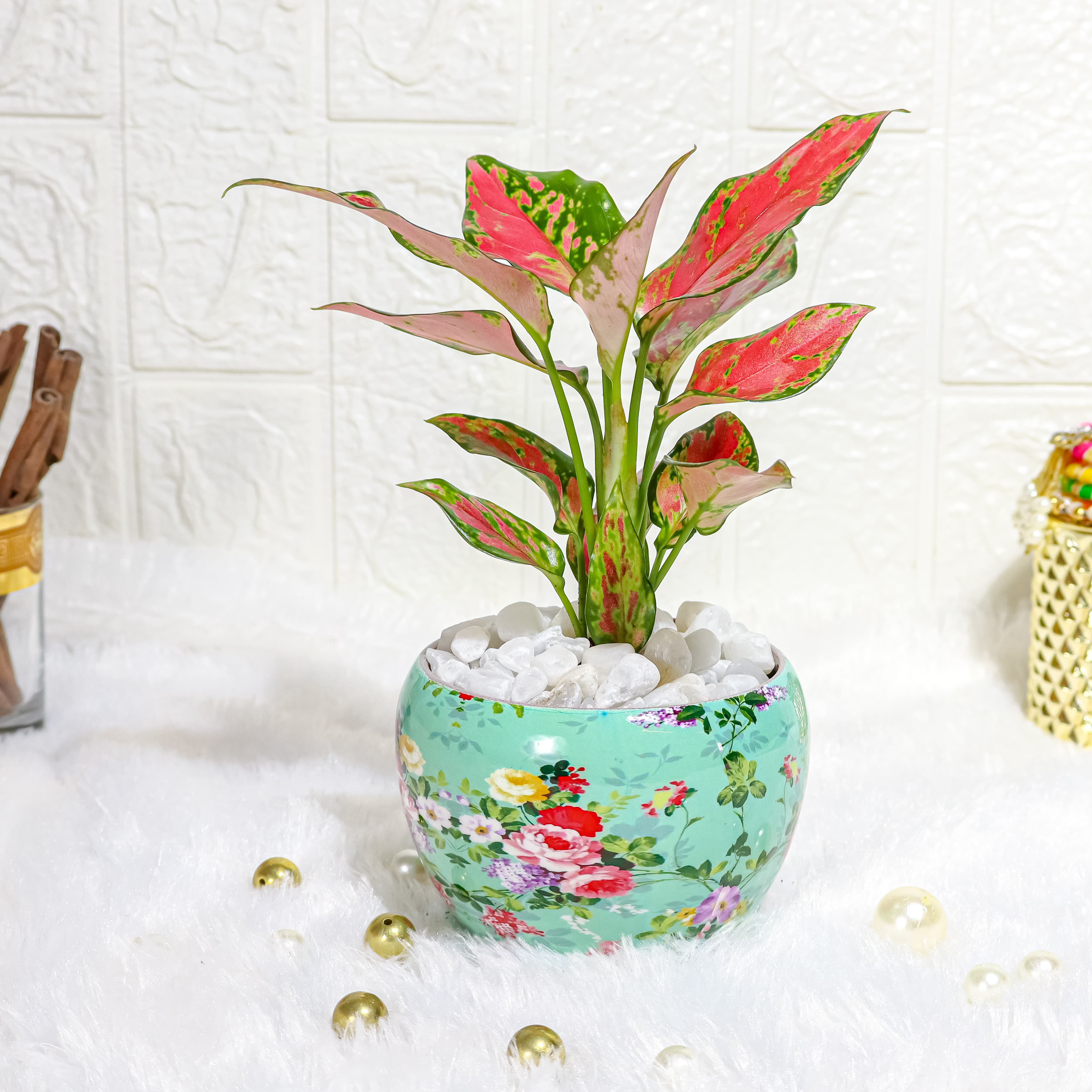 Aglaonema Rui In A Sky Blue Printed Pot