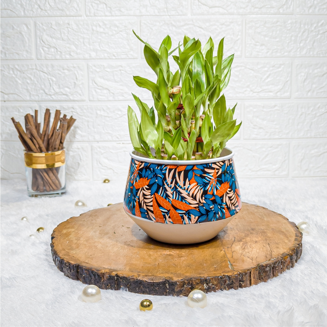 3-Layer Lucky Bamboo in Designer Metal Printed Pot