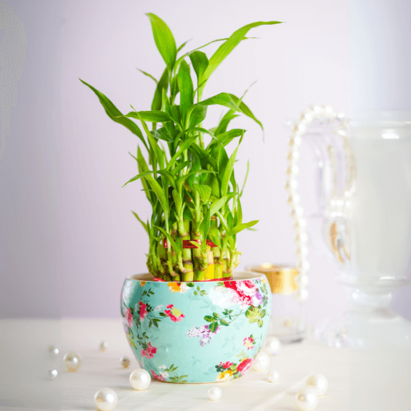 3 Layer Lucky Bamboo Plant In a Printed Designer Pot