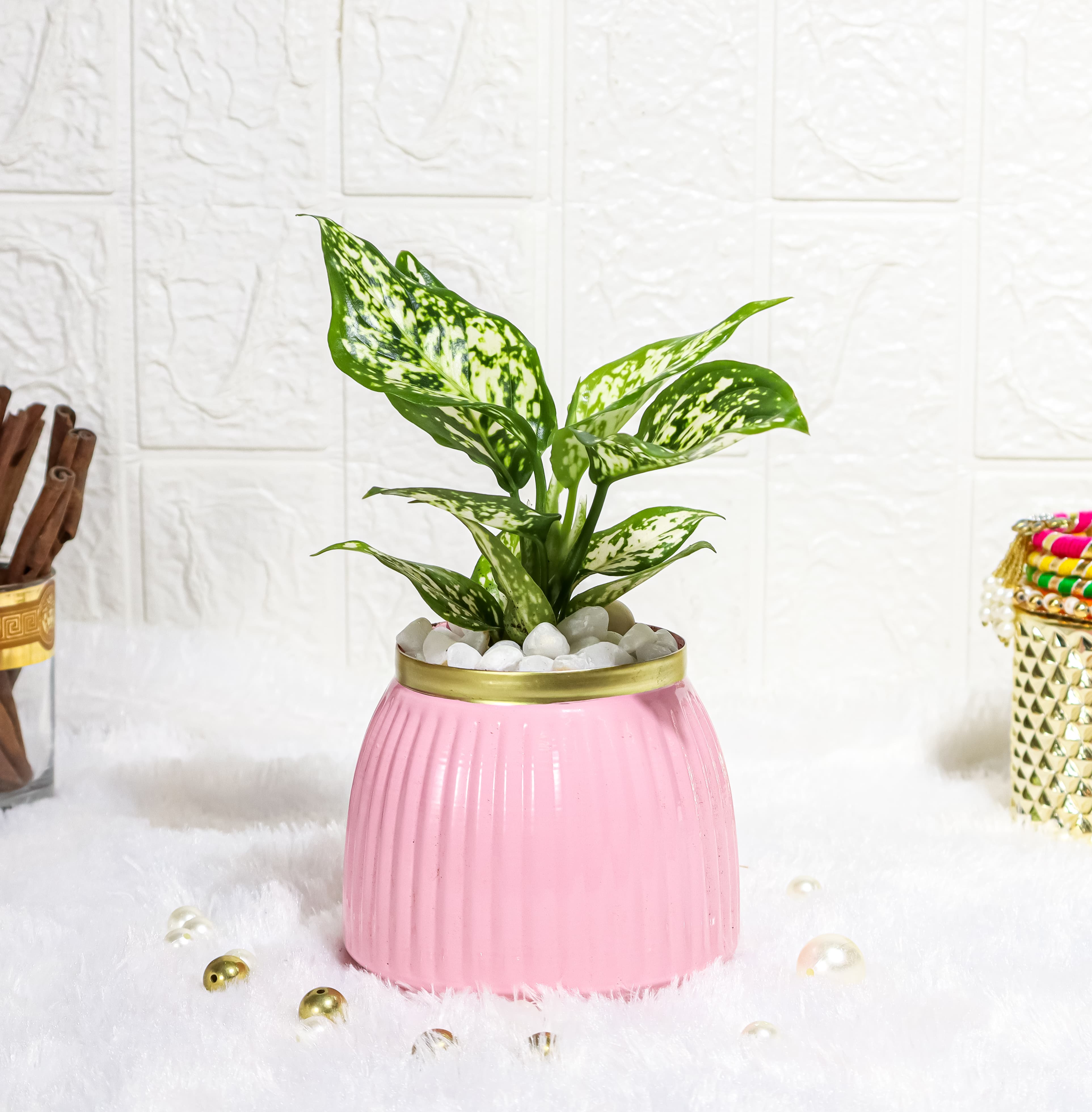 Aglaonema Snow White In Chic Pink Metal Designer Pot