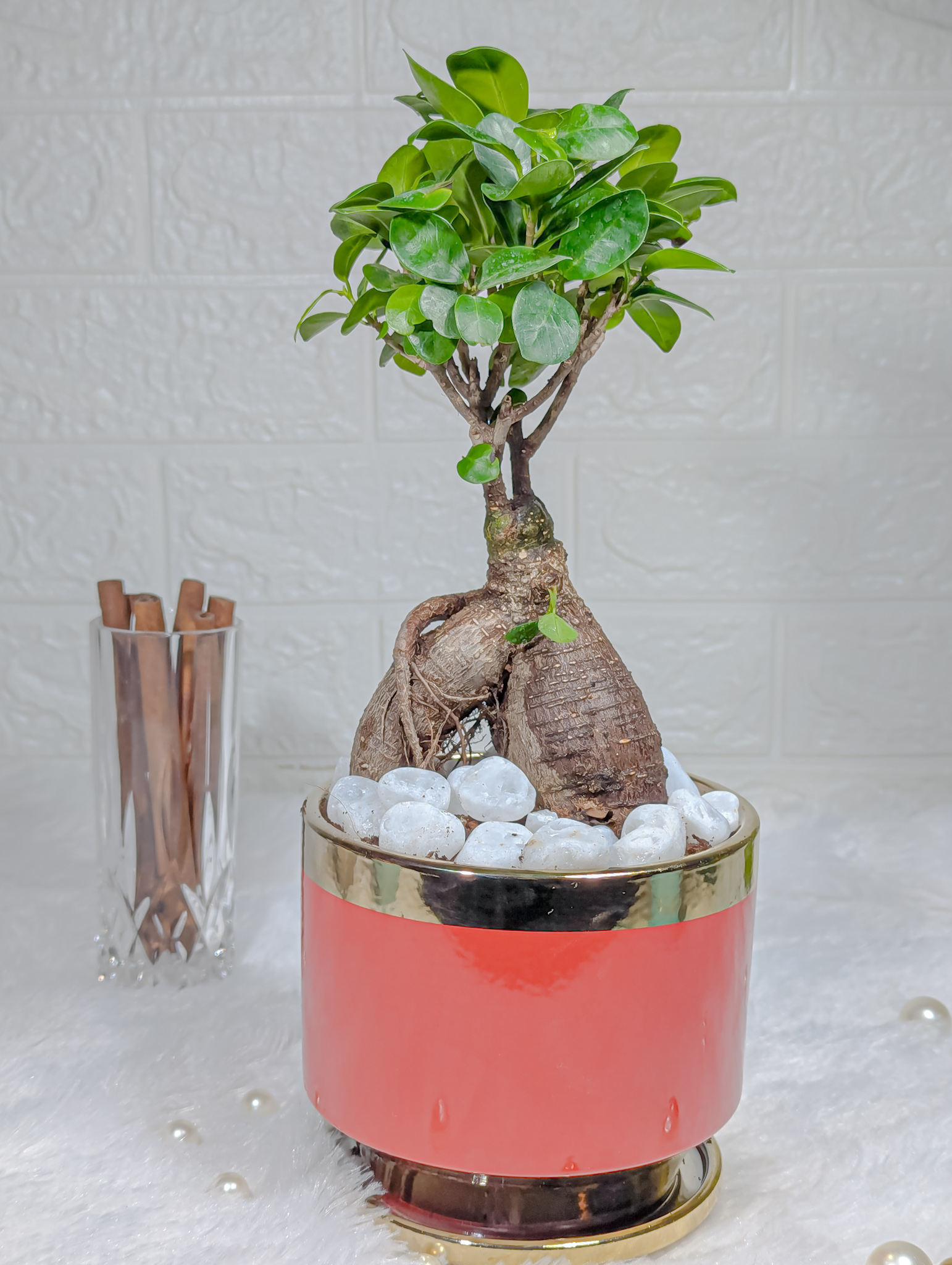 Ficus Bonsai Plant in A Red Ceramic Pot