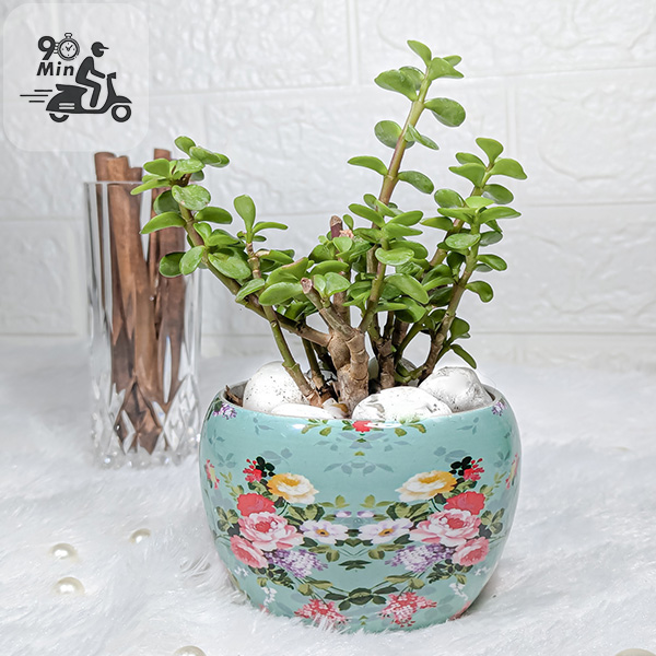 Jade Plant with Sky Blue Floral Printed Pot