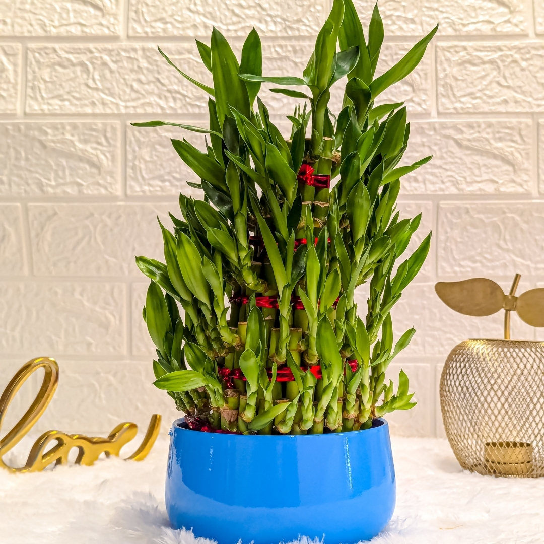 5 Layer Lucky Bamboo Plant in Blue Metal Pot
