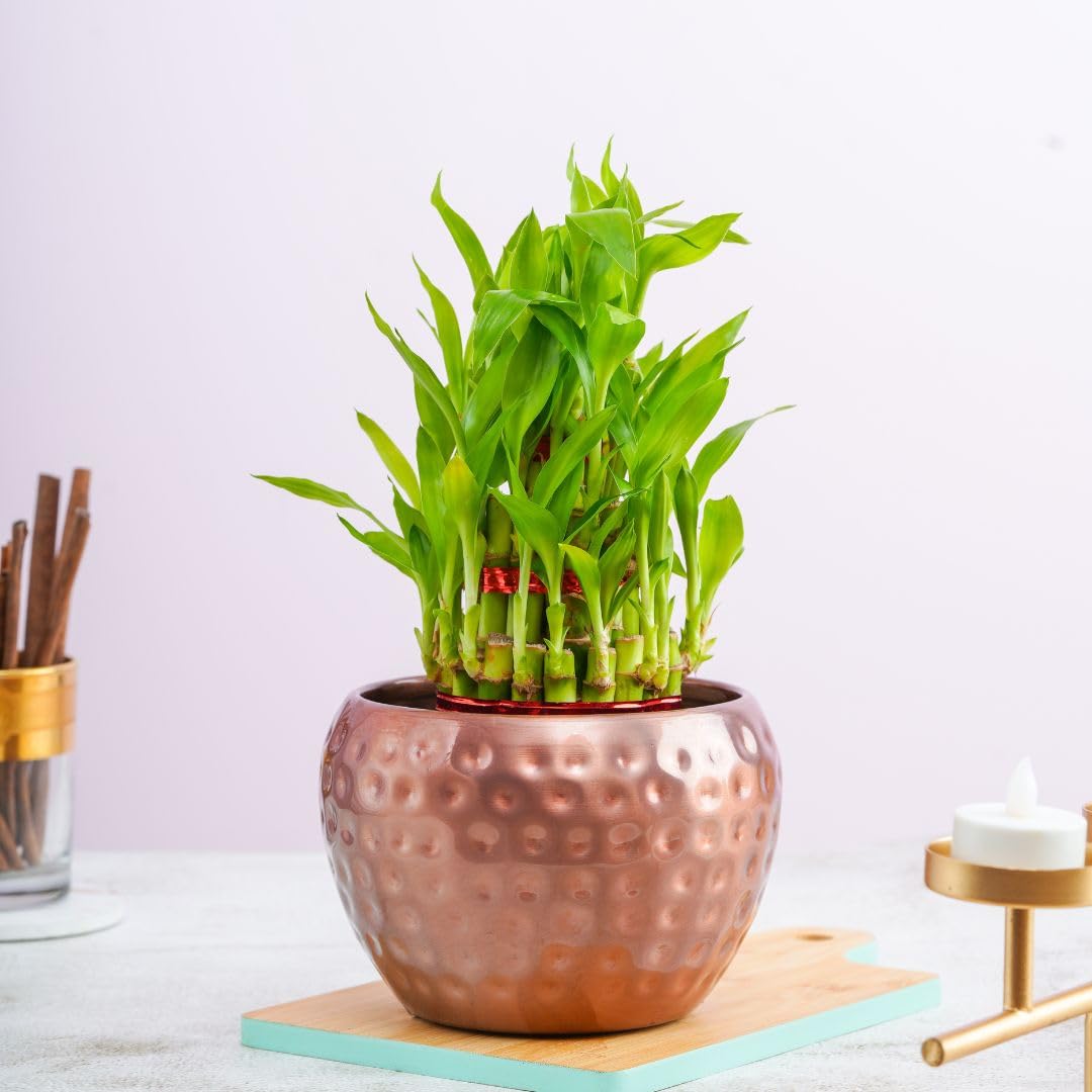 3 Layer Lucky Bamboo Plant In a Copper Dotted Pot