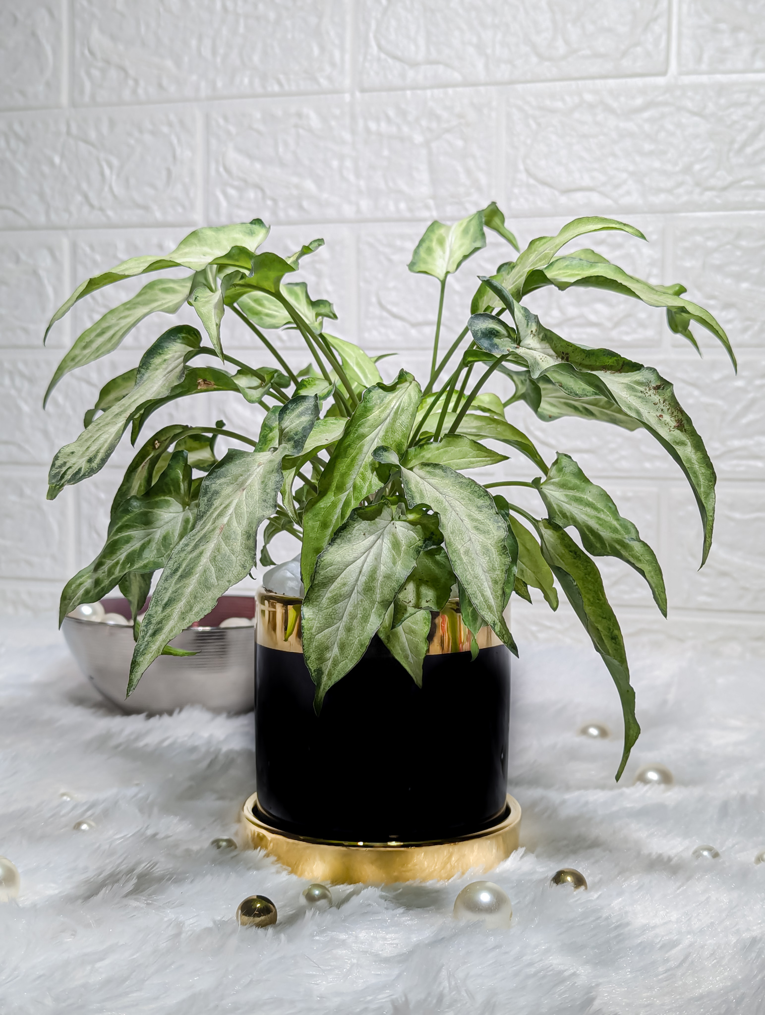 Syngonium Plant in a Black And Gold Finished Ceramic Pot