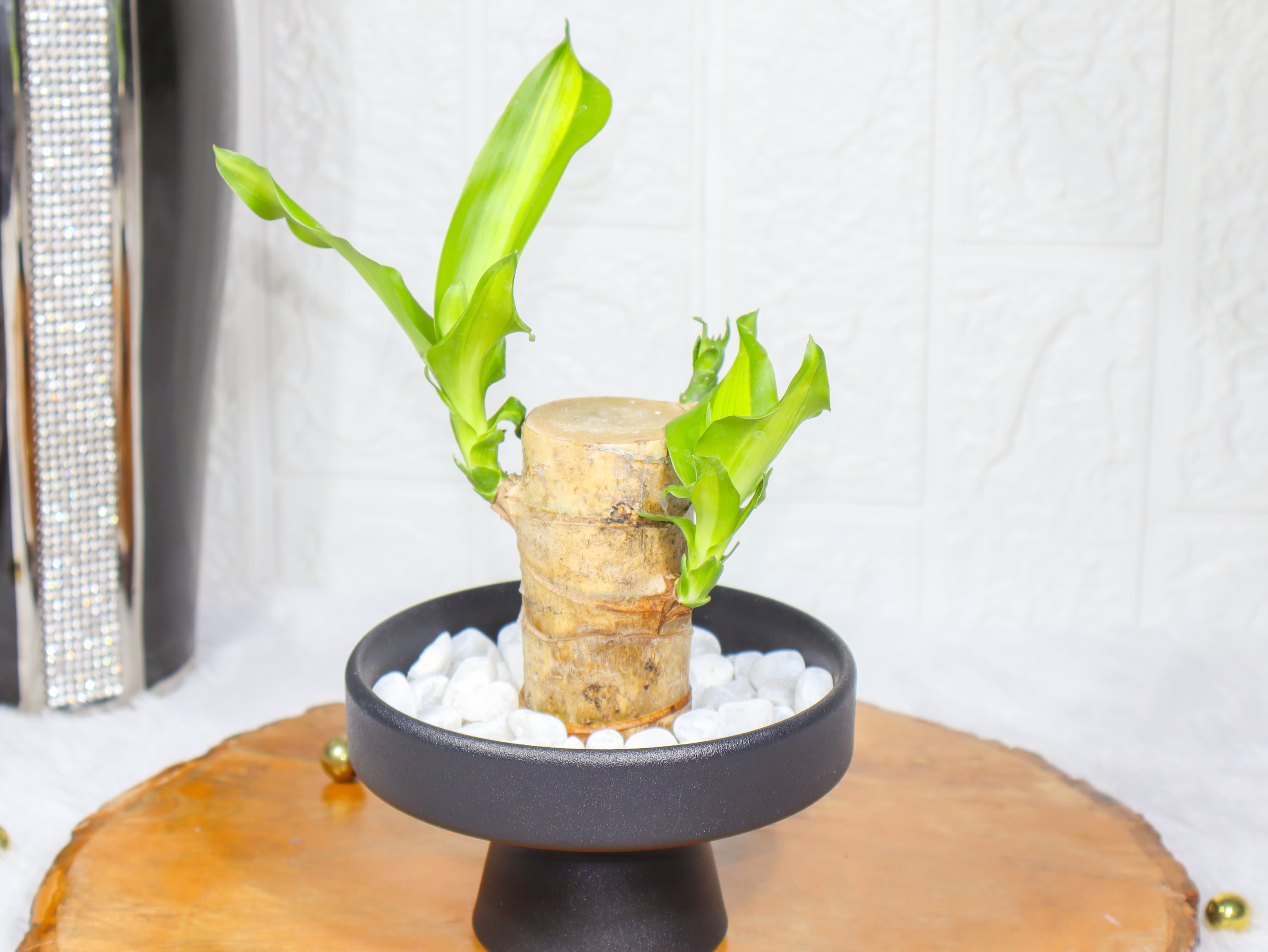 Brazilian Wood Lucky Bamboo in A Black Ceramic Pot