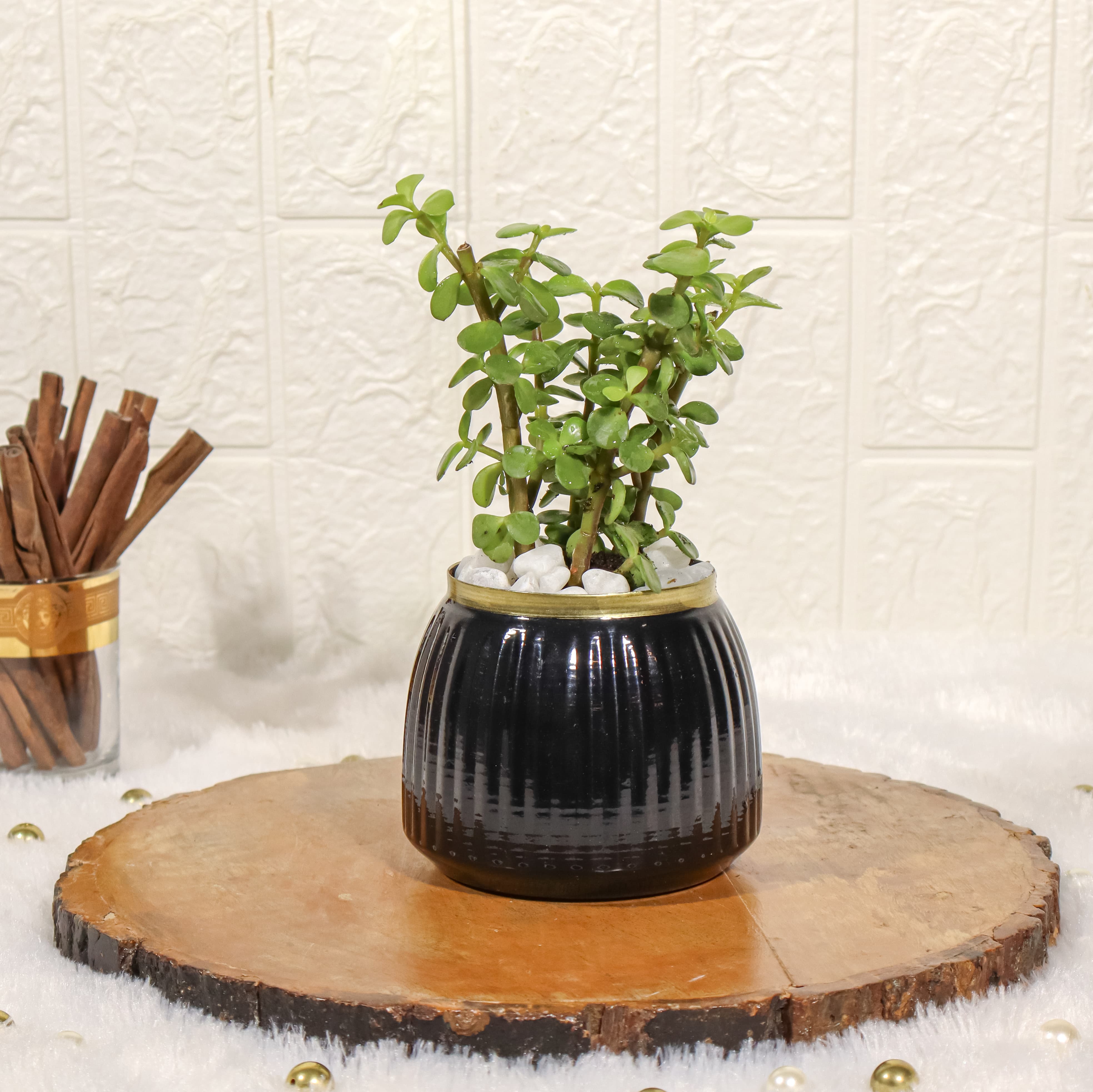 Jade Plant in Black Metal Pot