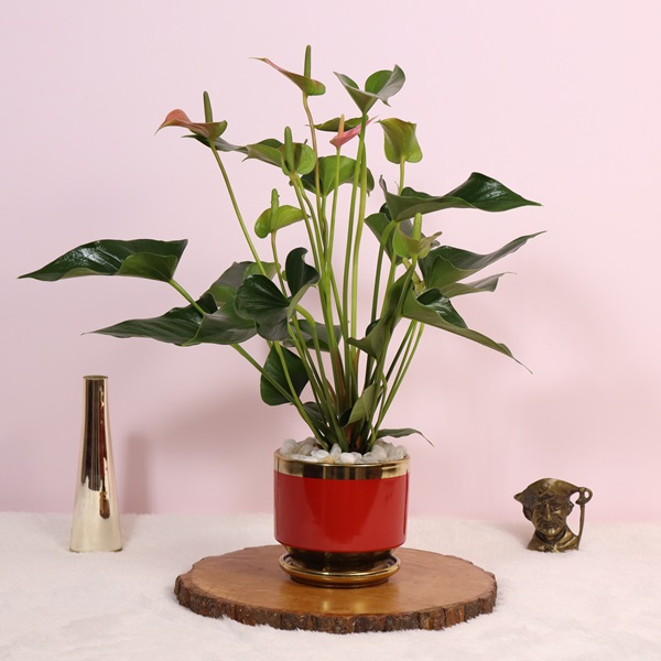 Anthurium Plant with Red Ceramic pot