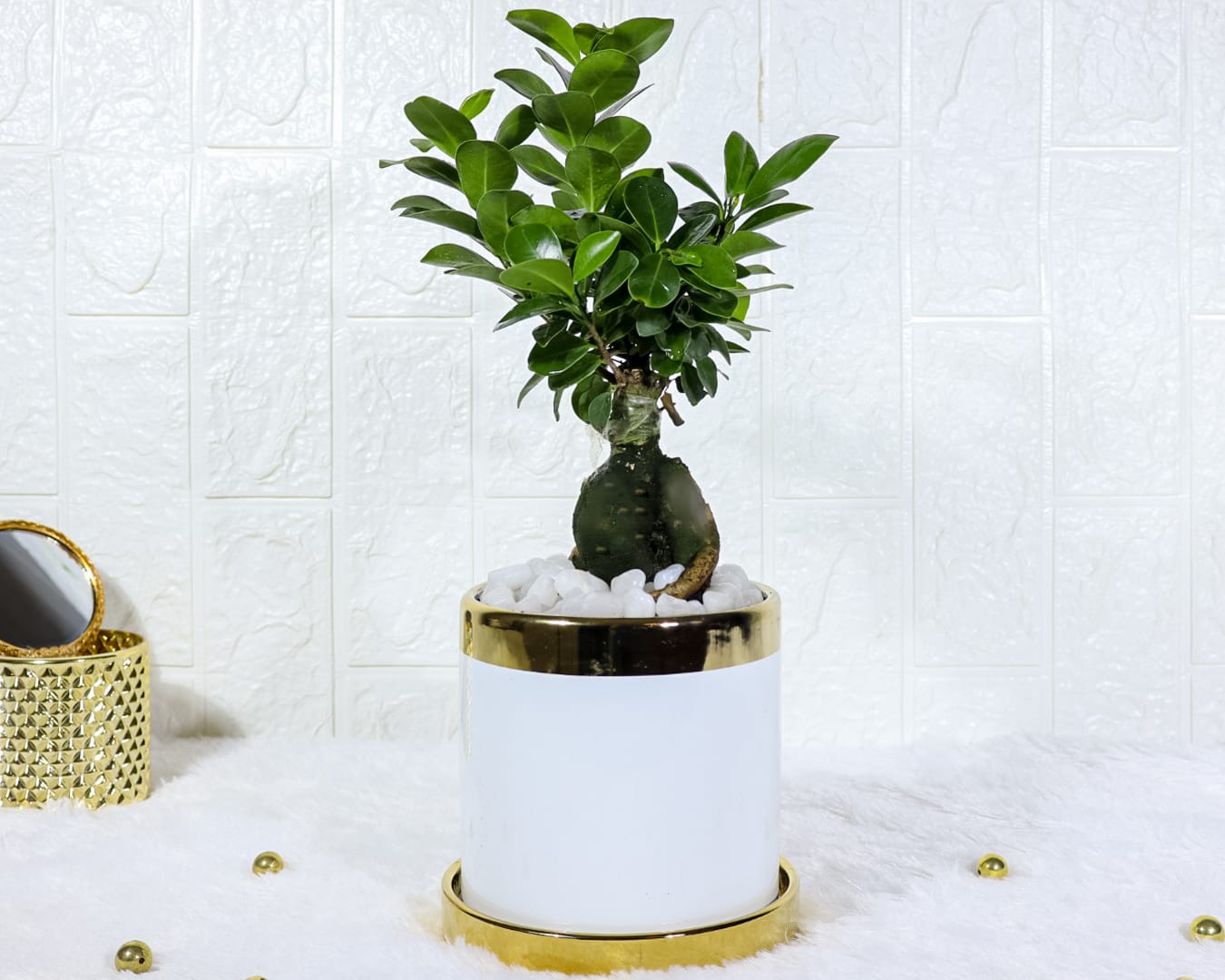 Ficus Bonsai In White And Gold Ceramic Pot