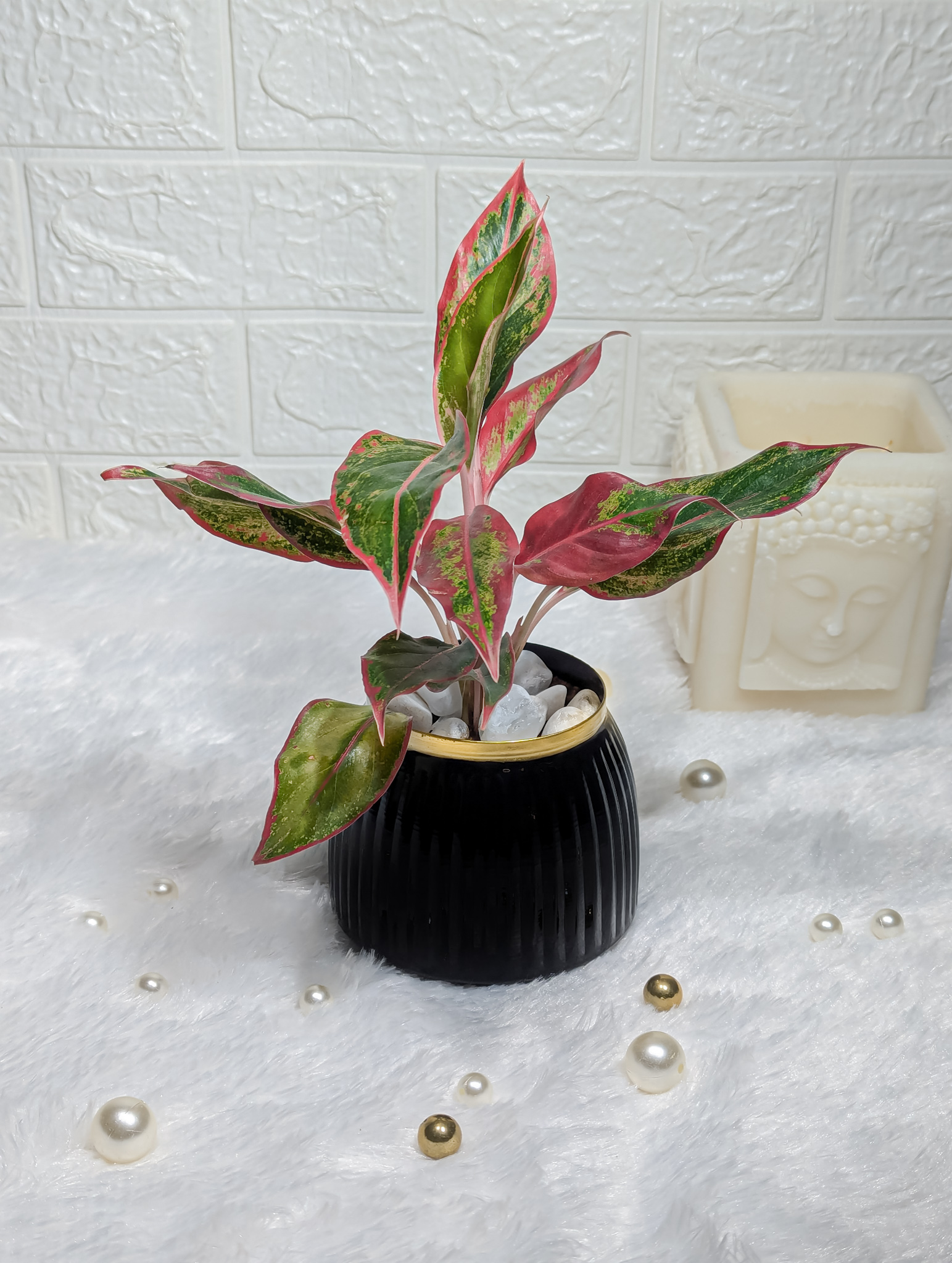 Aglaonema Lipstick In Black Metal Pot