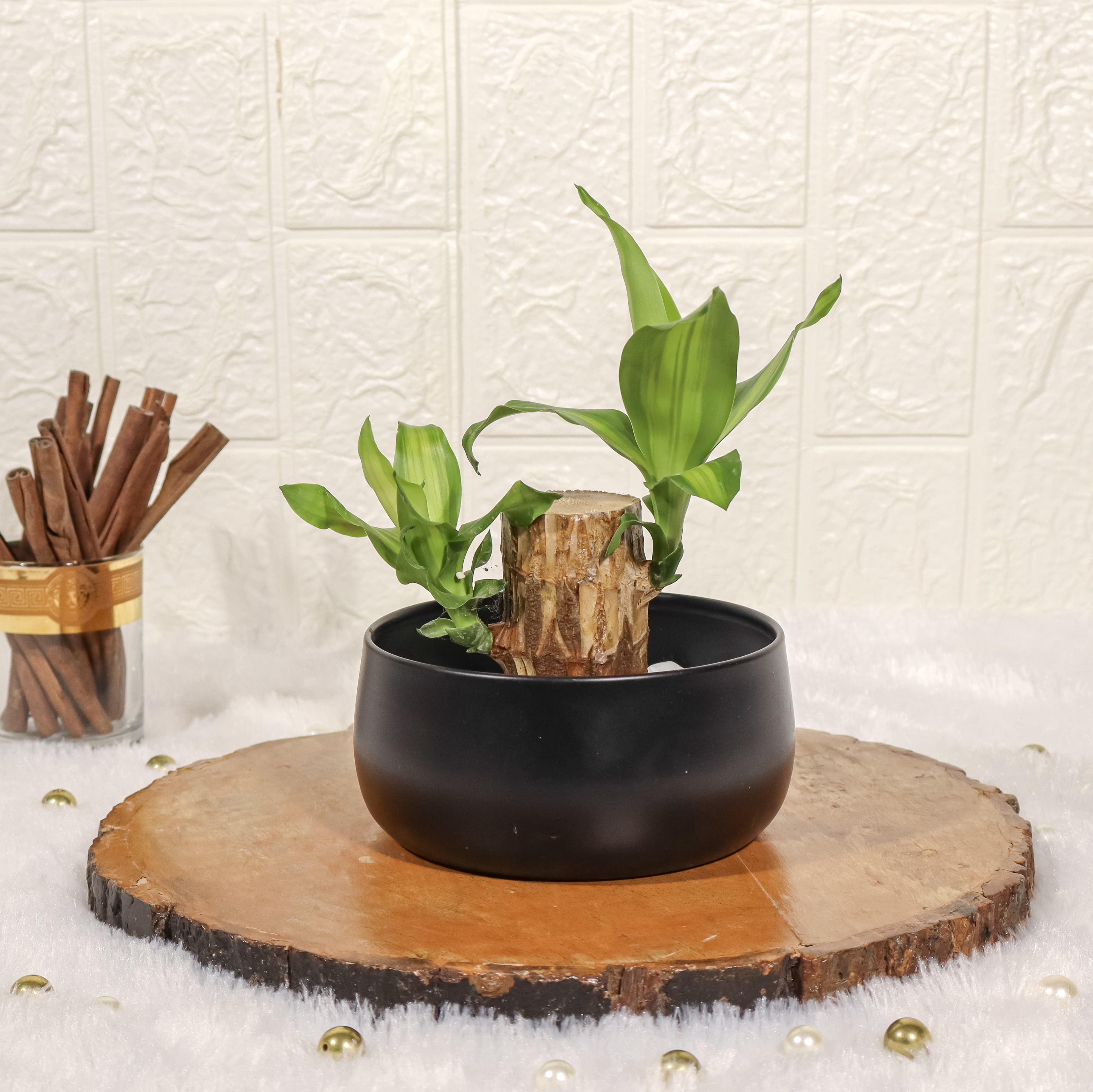 Brazilian Wood Bamboo Plant in Black Metal Pot