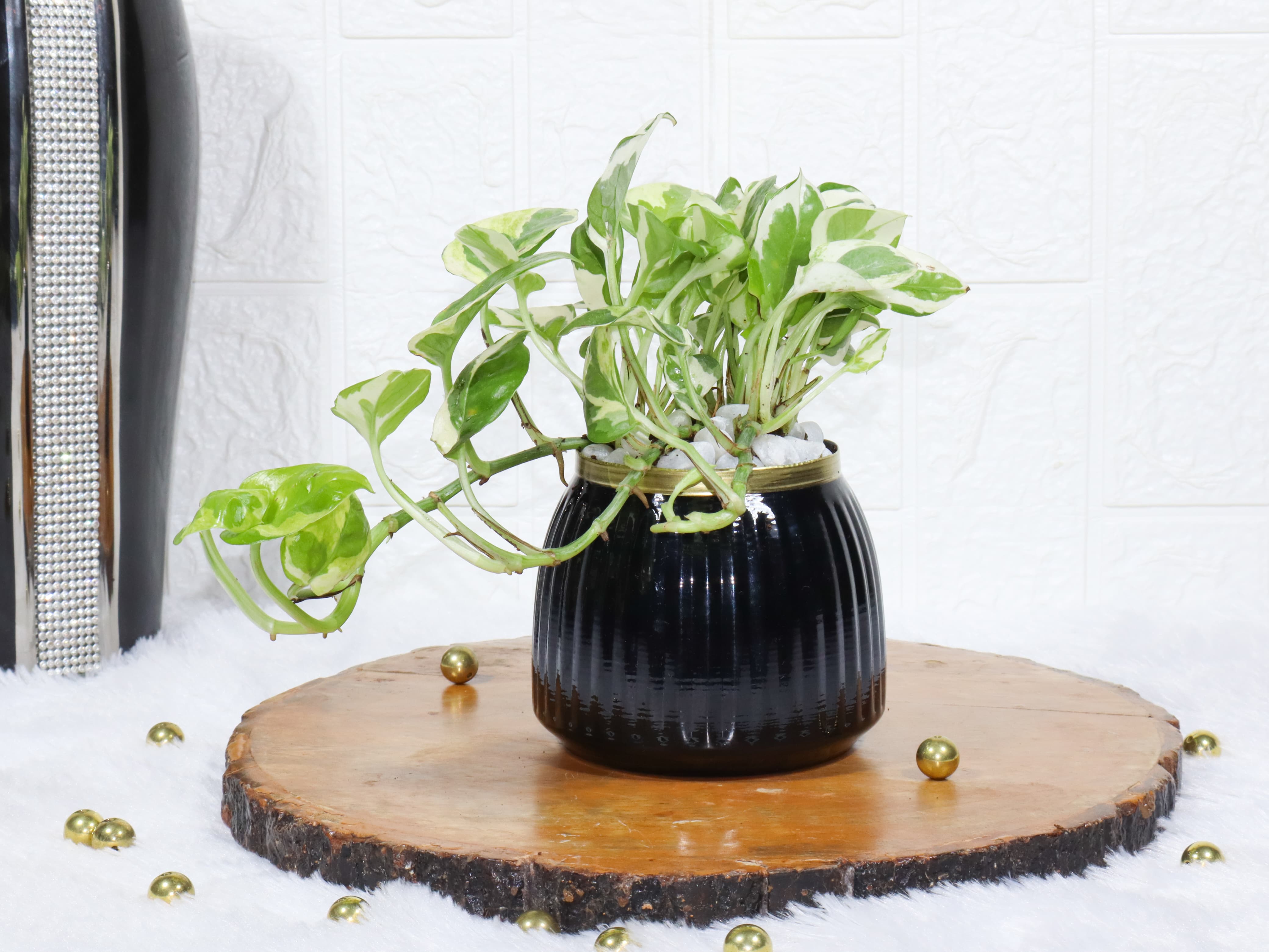 Variegated Money Plant In Black Metal Pot