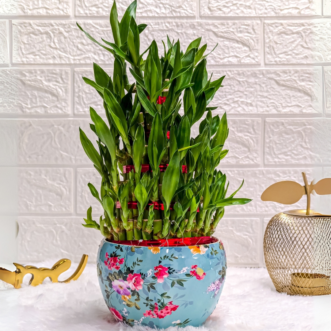 5 Layer Lucky Bamboo Plant in Sky Blue Floral Printed Pot