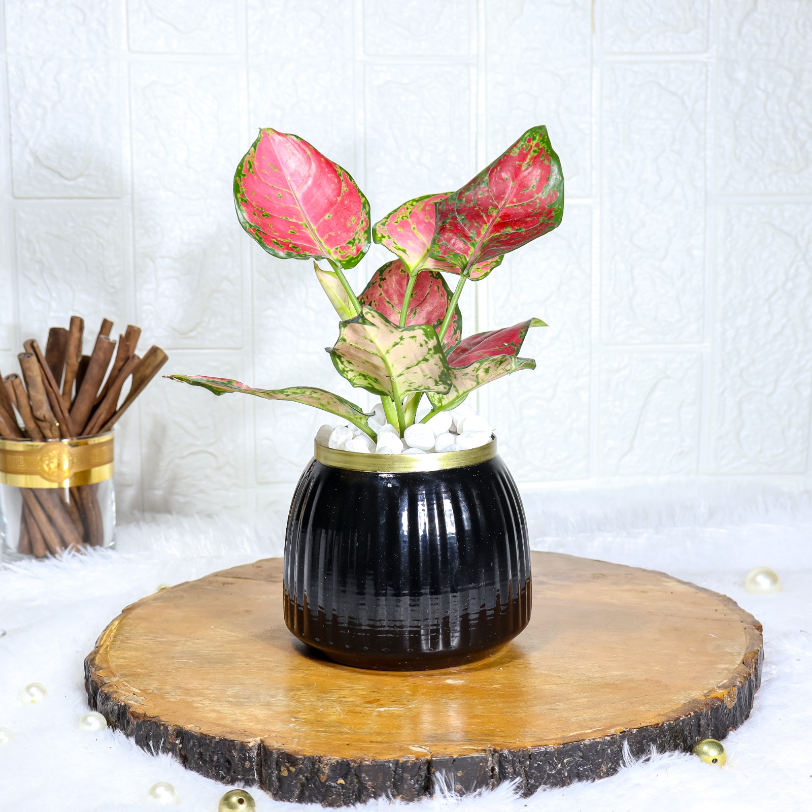 Aglaonema Red In Black Metal Pot