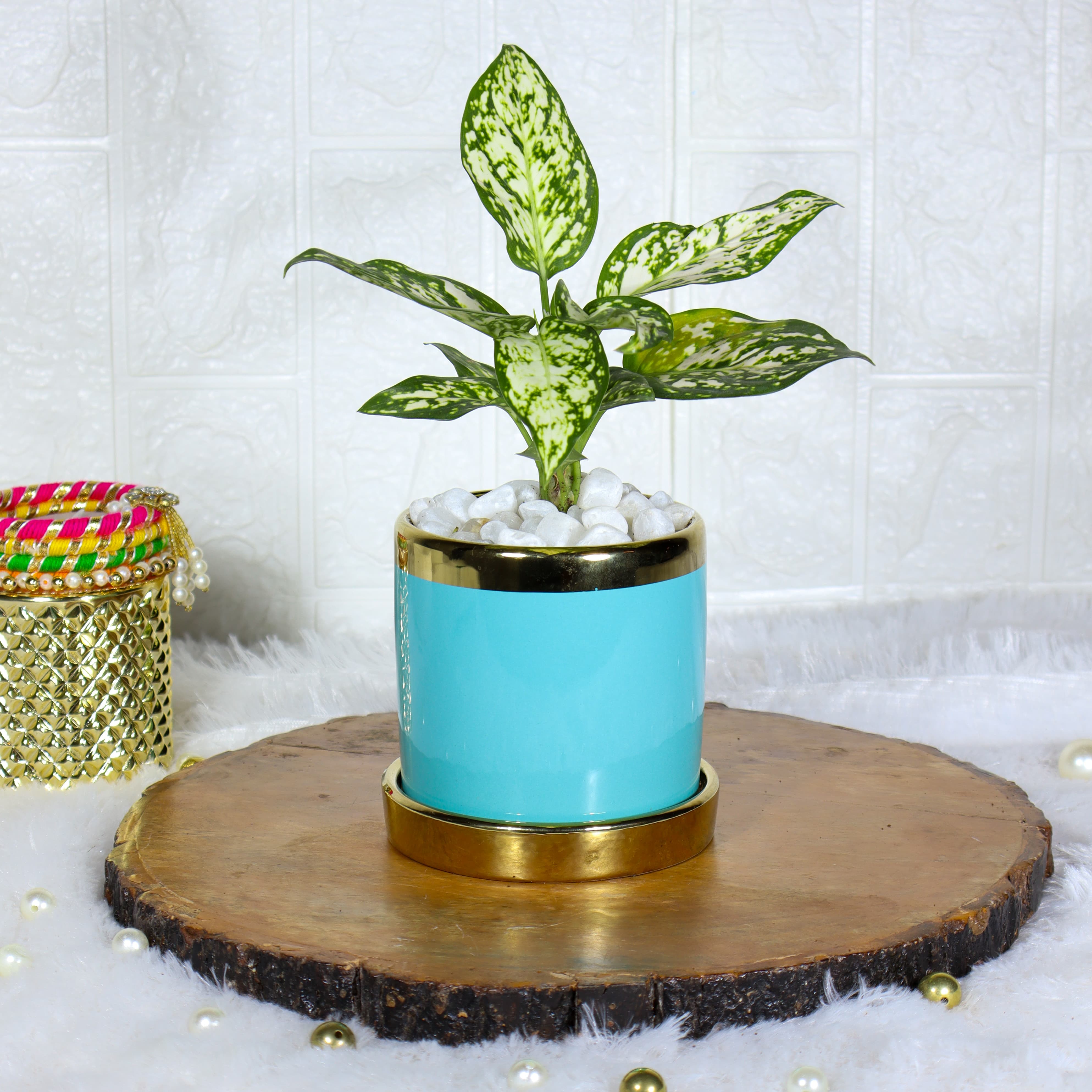 Aglaonema Snow White In Designer Blue Ceramic Pot