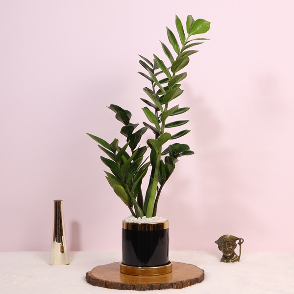 Zamia/ ZZ Plant with Black Ceramic Pot
