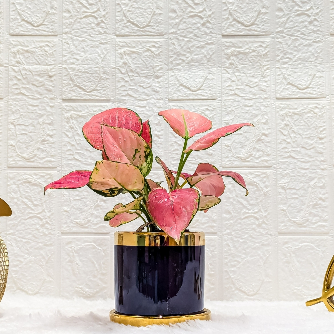 Aglaonema Diamond Red In A Black & Gold Finished Designer Ceramic Pot