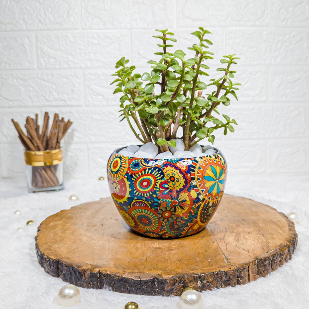 Jade Plant in Designer Rajwadi Pot