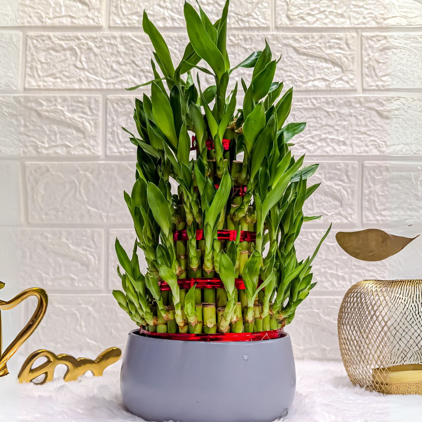 5 Layer Lucky Bamboo Plant in Grey Metal Pot