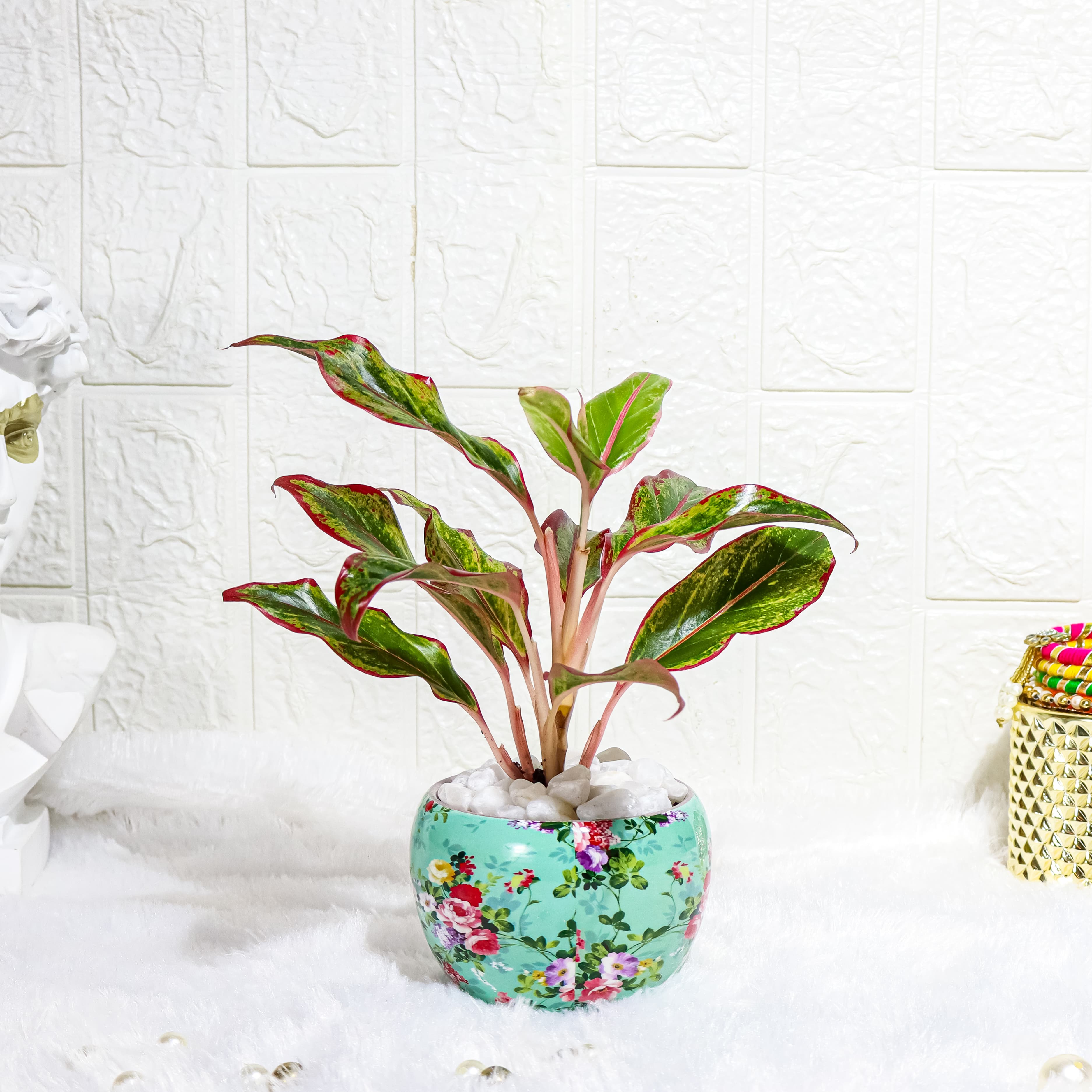 Aglaonema Lipstick In Skyblue Printed Metal Pot