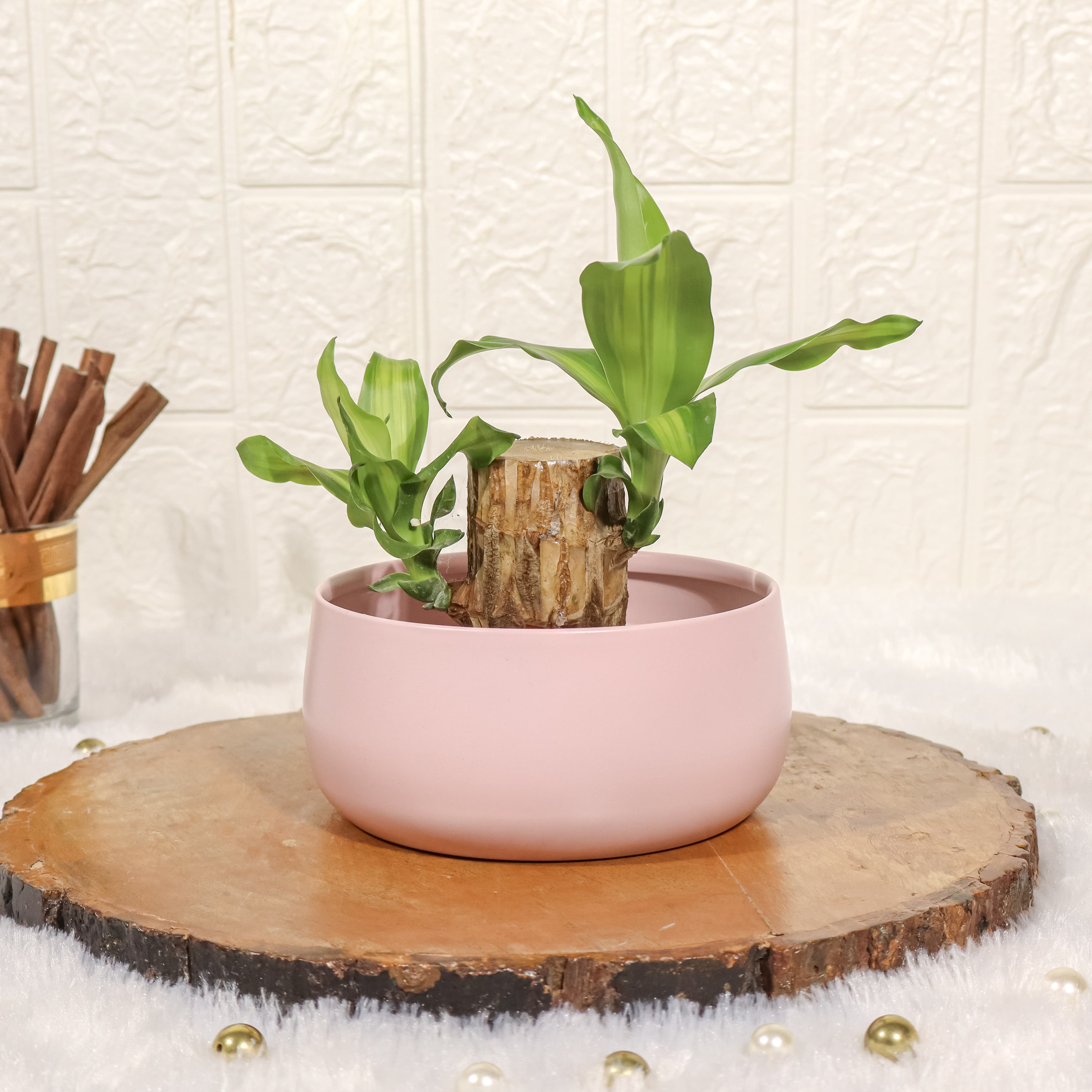 Brazilian Wood Bamboo Plant in Pink Metal Pot