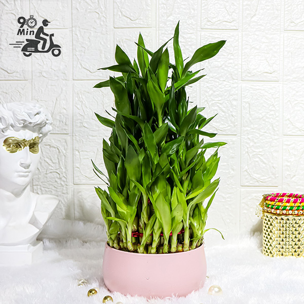 5 Layer Lucky Bamboo Plant in Pink Metal Pot
