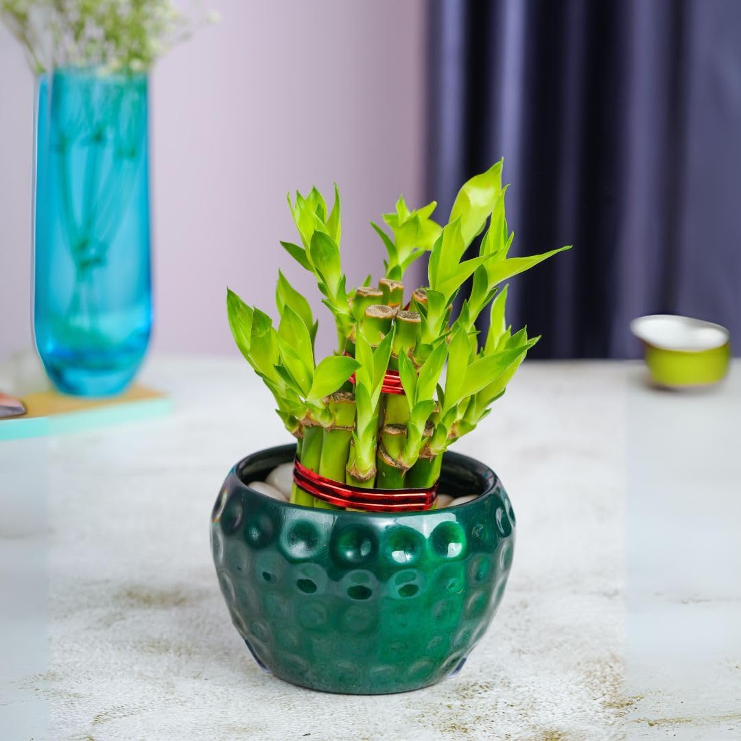 2 Layer Lucky Bamboo With a Green Dotted Pot