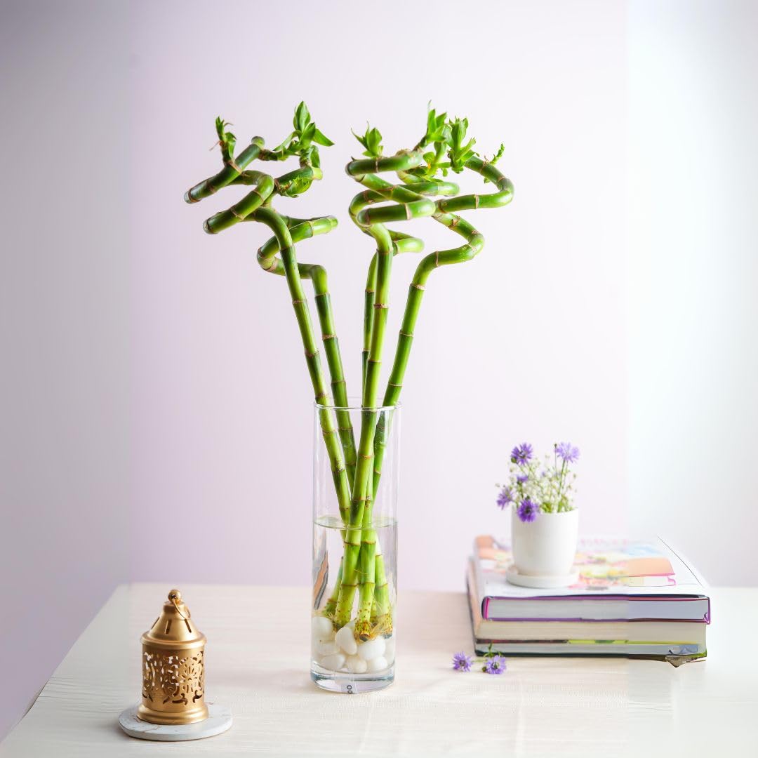 5 Spiral Lucky Bamboo Plant In a Glass Pot