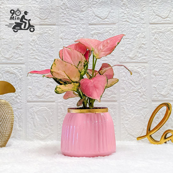 Aglaonema Pink in a Modern Pink Pot