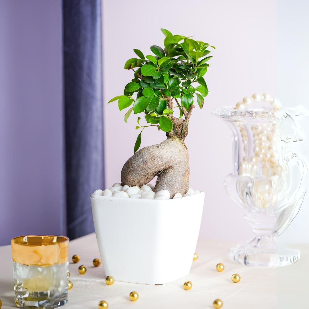 Ficus Bonsai In a White Plastic Pot