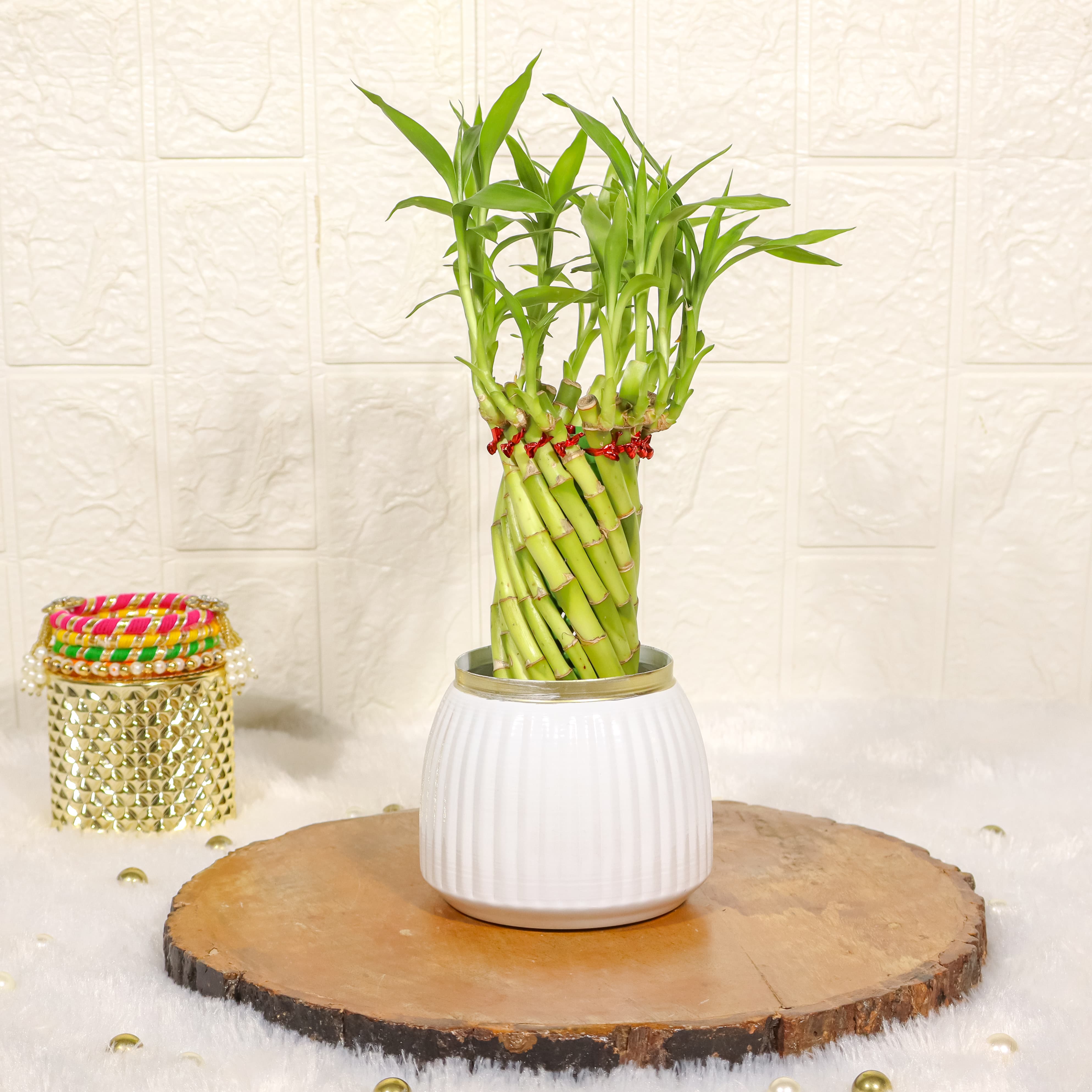 Spiral Lucky Bamboo Plant with White Metal Plant Pot