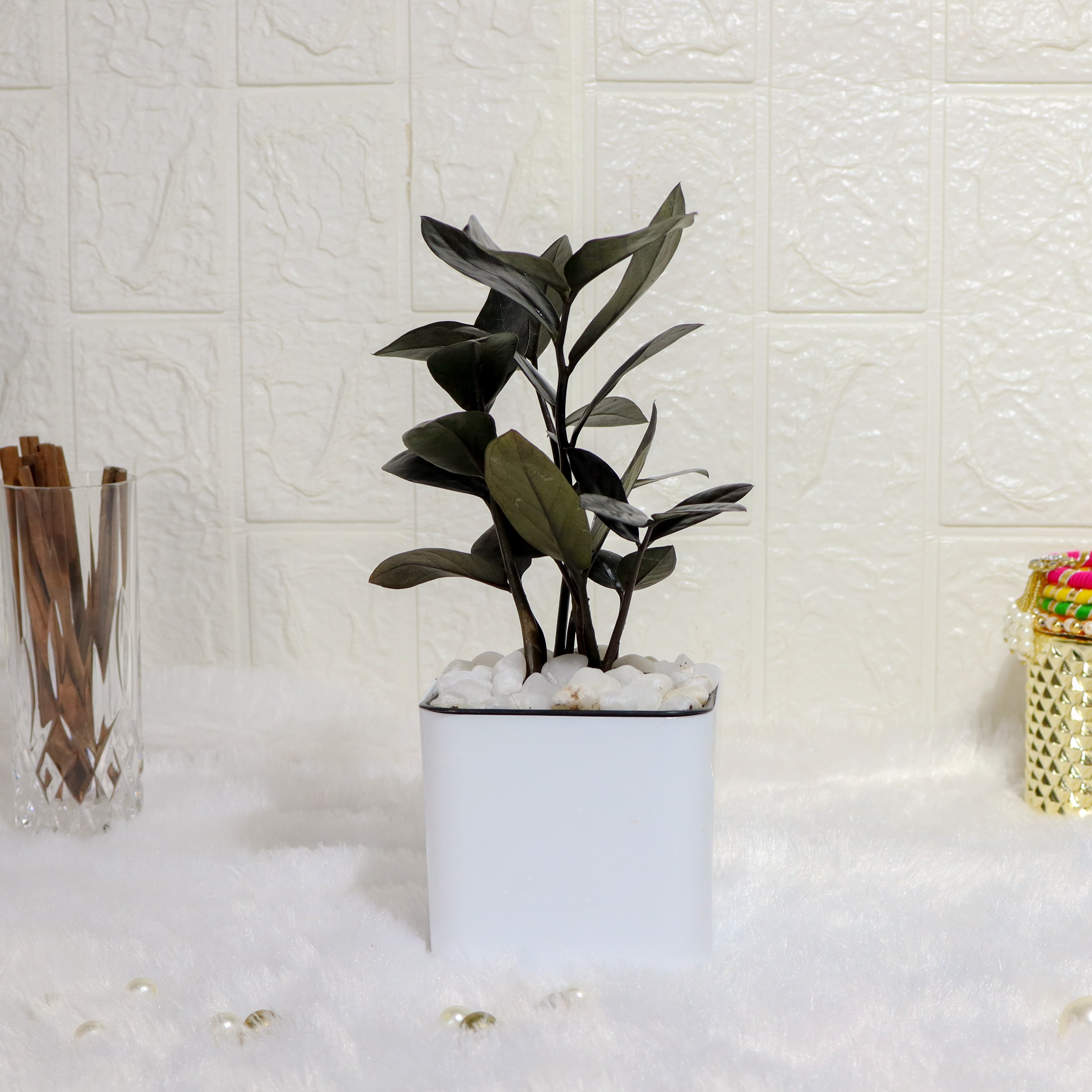 Zamia Black Plant With White Plastic Pot