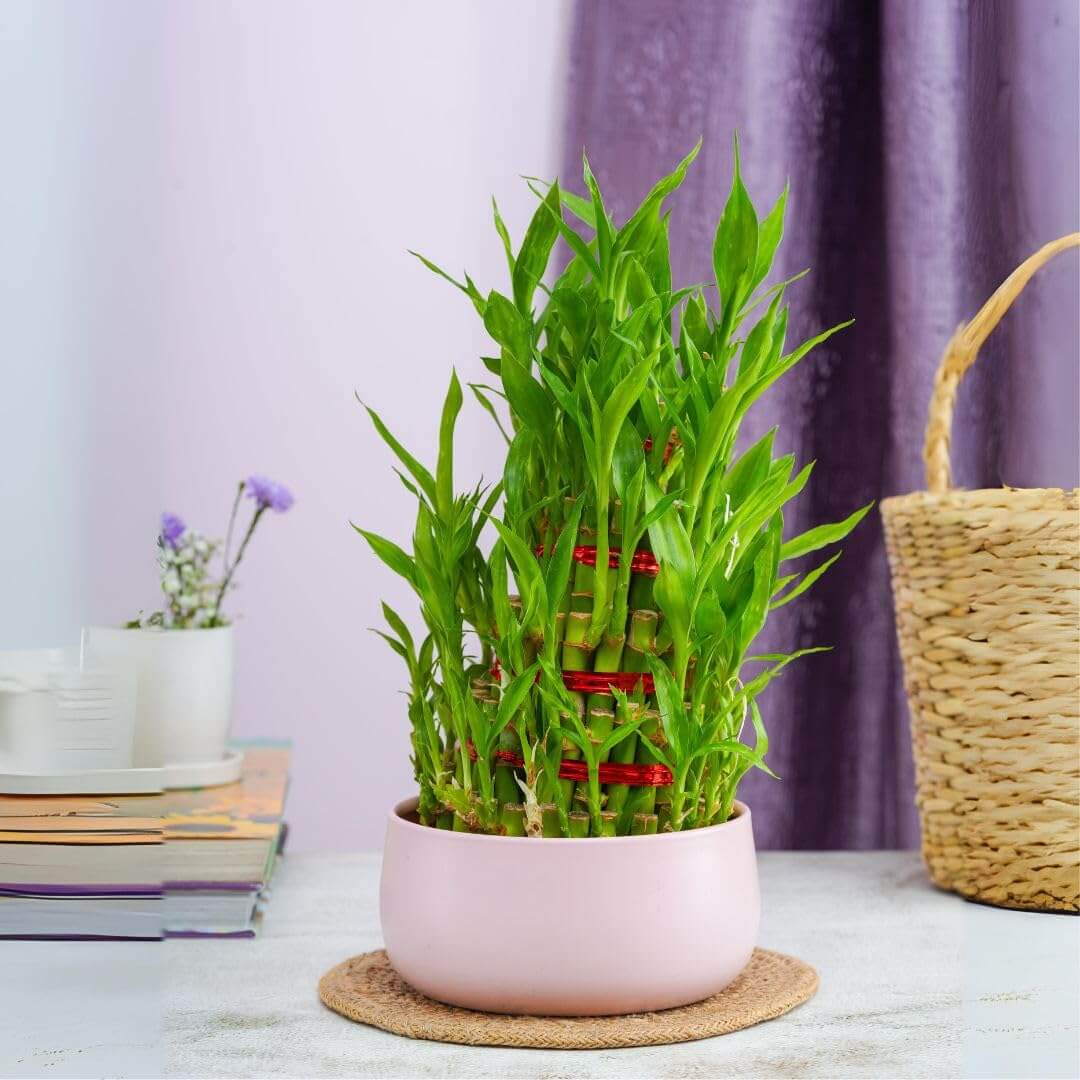 5 Layer Lucky Bamboo Plant With a Pink Designer Metal Pot
