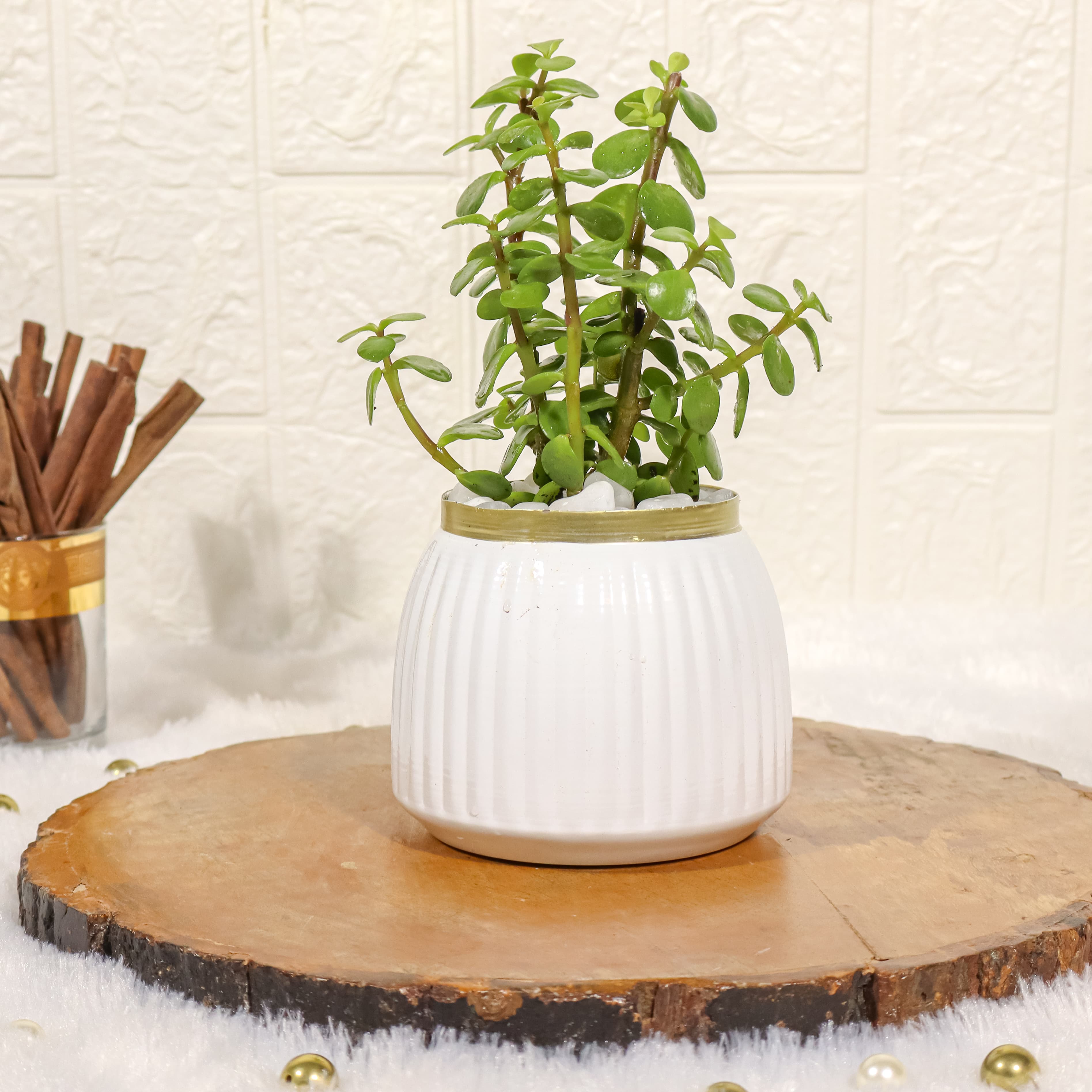 Jade Plant in White Metal Pot
