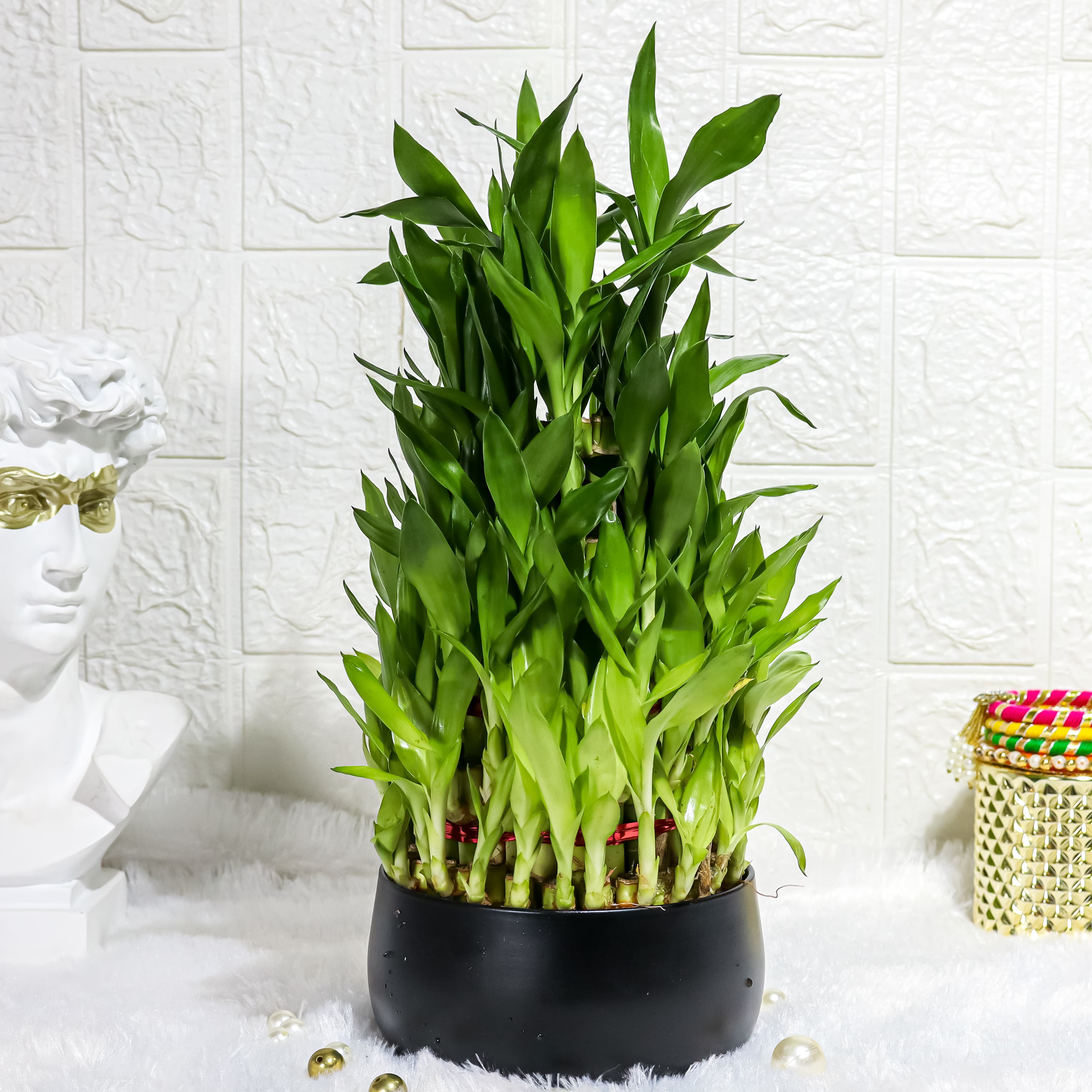 5 Layer Lucky Bamboo Plant in Black Metal Pot