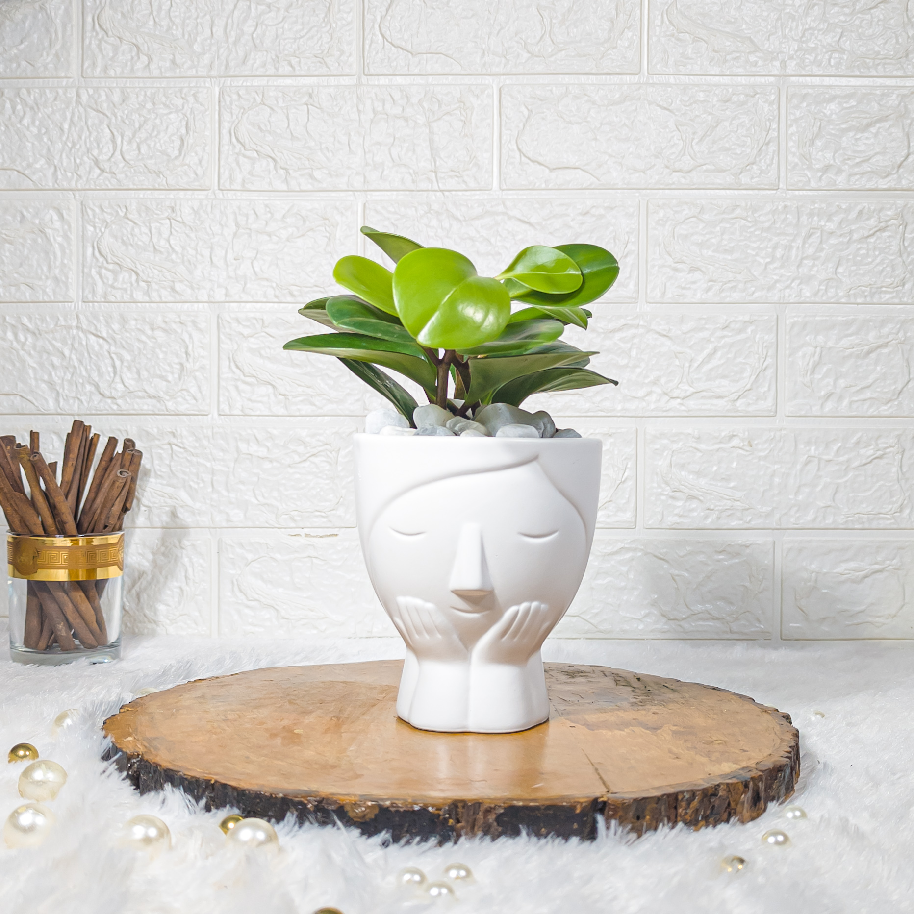 Baby Rubber Plant In Designer White Face Shape Ceramic Pot