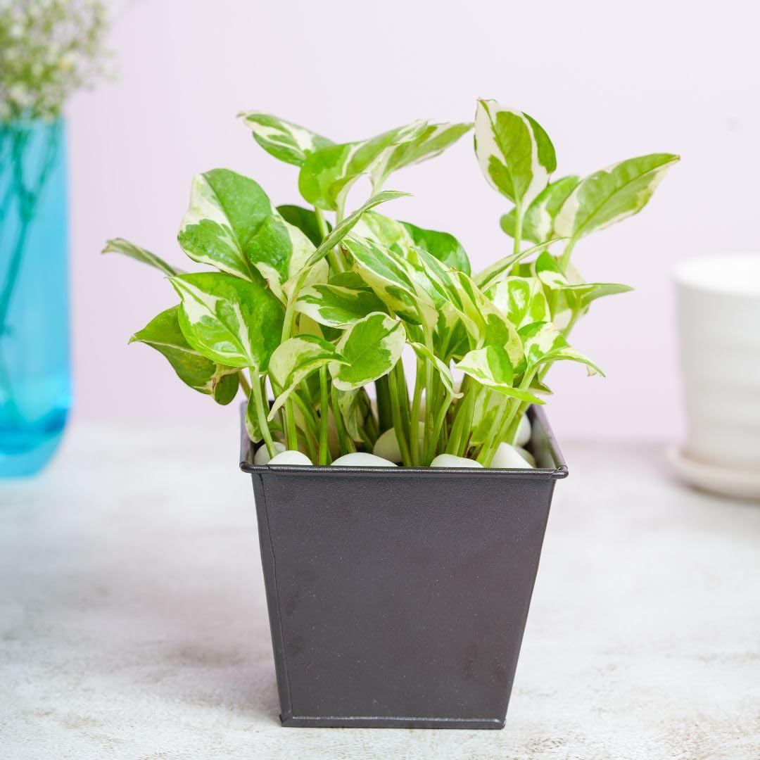 Scinapsus Plant In a Grey Metal Pot