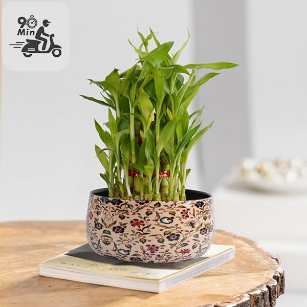3 Layer Lucky Bamboo Plant with Metal Plant Pot