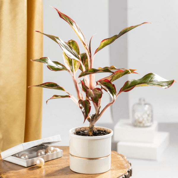 Aglaonema Lipstick Plant with White Metal Plant Pot