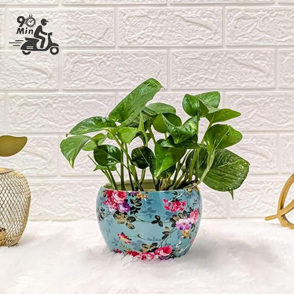 Money Plant in Designer Pot | Bangalore Online
