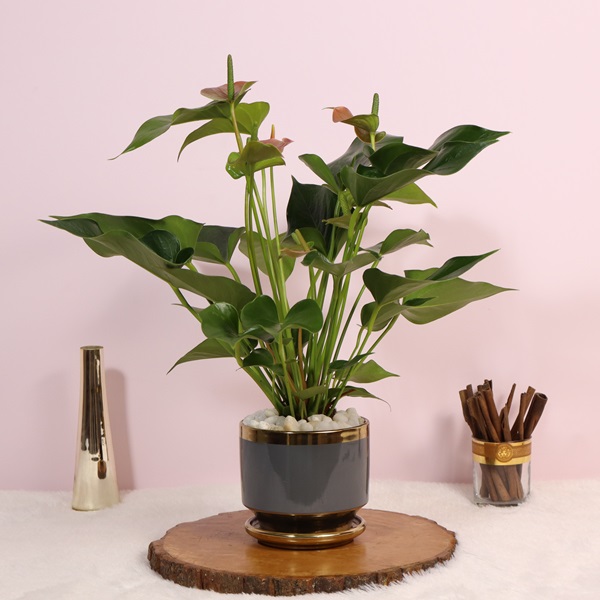Anthurium Plant with Grey Ceramic pot