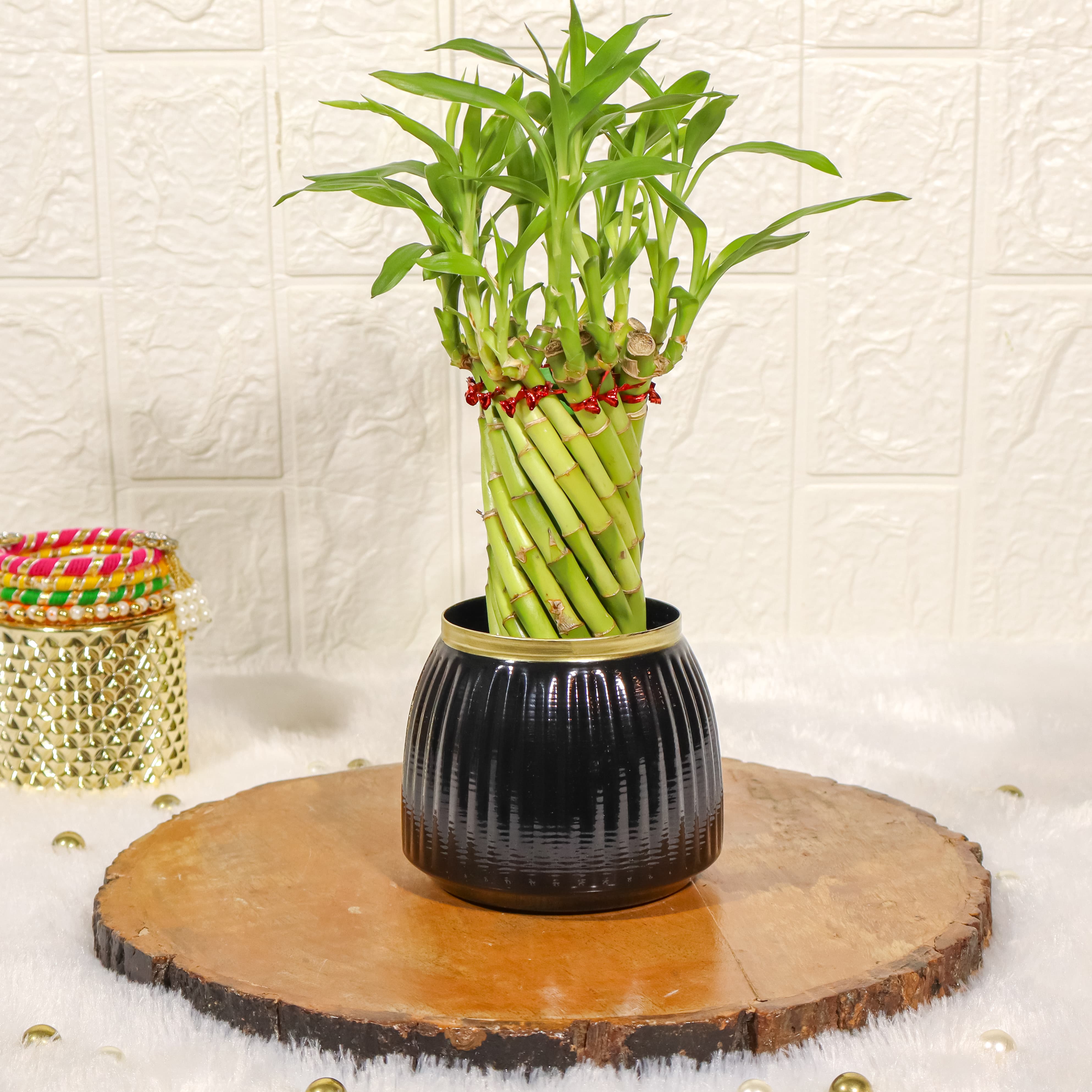 Spiral Lucky Bamboo Plant with Black Metal Plant Pot