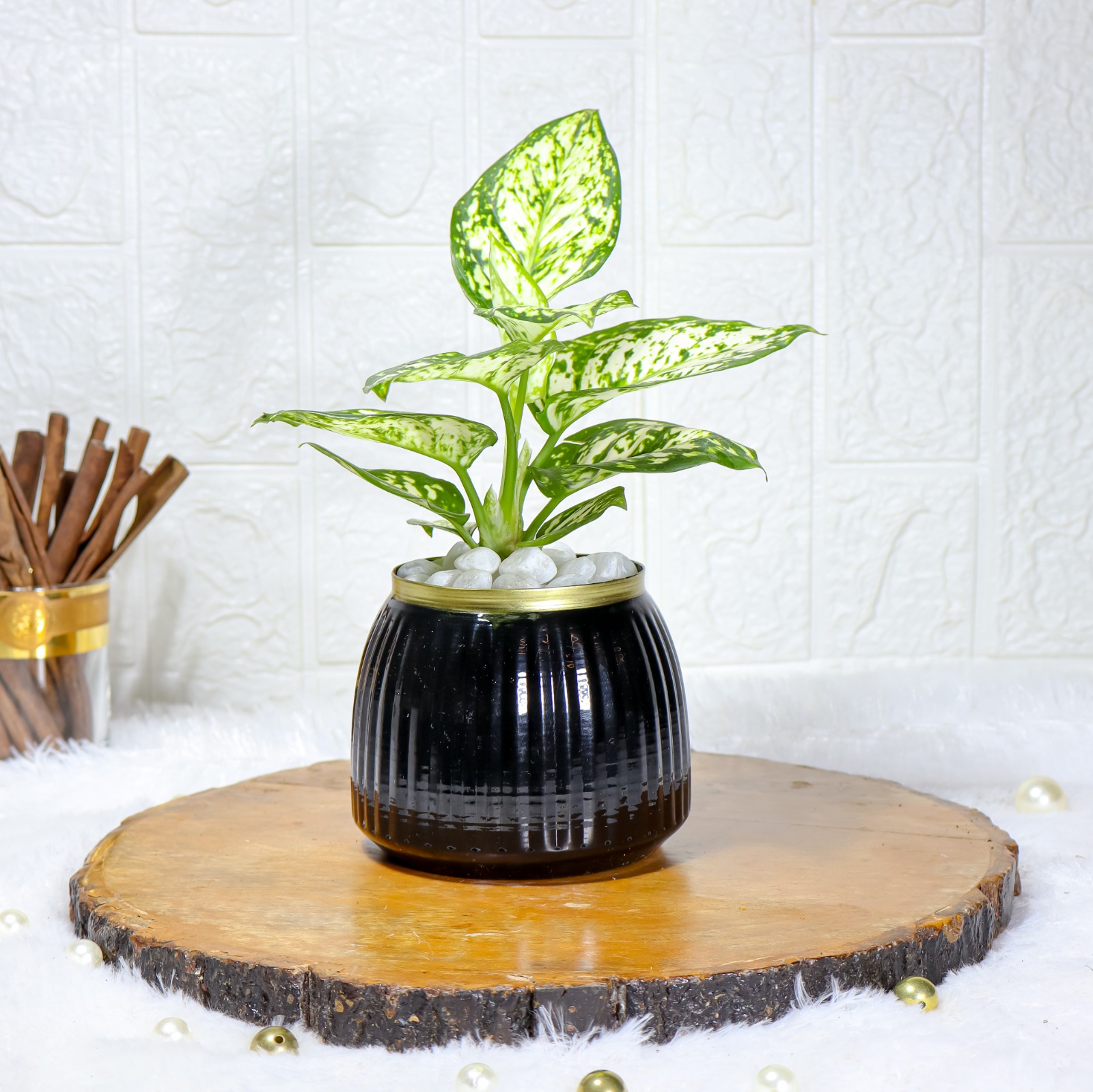 Aglaonema Snow white In Black Metal Pot