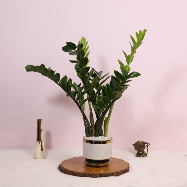 Zamia/ZZ Green Plant with White Ceramic Pot
