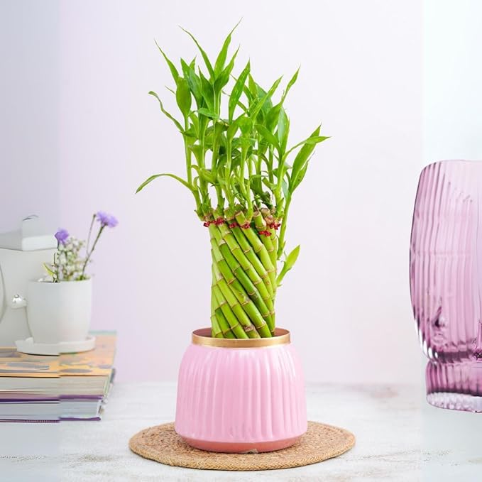 Spiral Lucky Bamboo with Pink Metal Pot